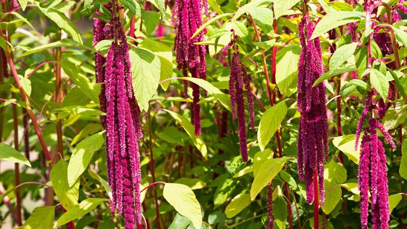 Dangling or trailing flower stems such as some varieties of love-lies-bleeding should  be dried upright in a vase or bucket. Photograph: iStock