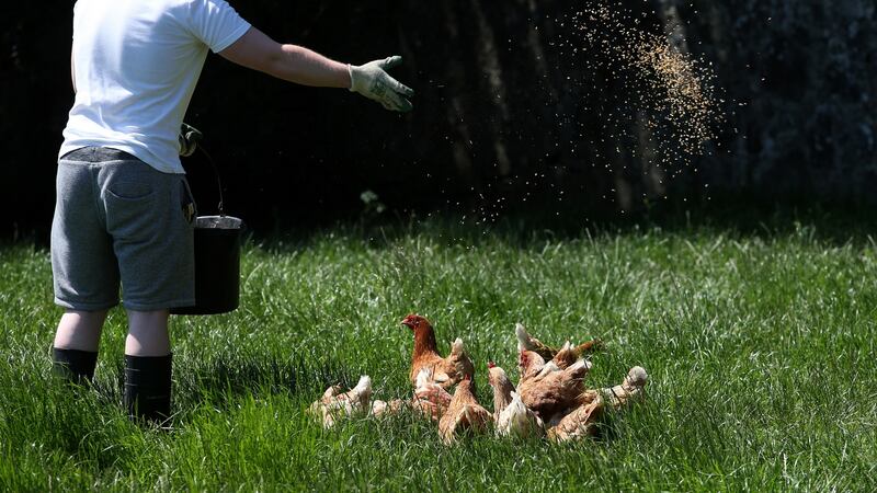 Feeding the chickens at St Francis Farm. Photograph: Laura Hutton