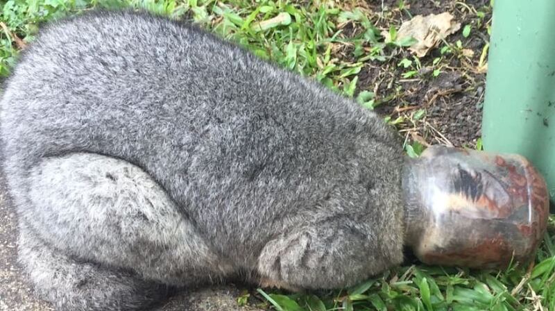 ‘Possum rescued after getting head stuck in Nutella jar’. Photograph: RSPCA Queensland