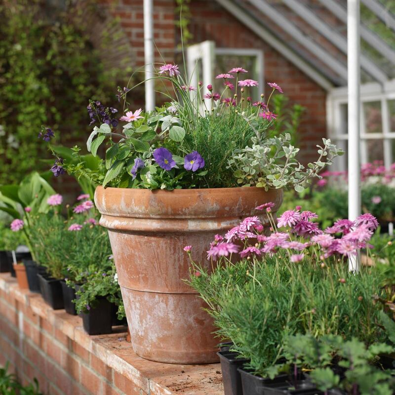 Summer bedding plants in a pot. Photo credit Richard Johnston