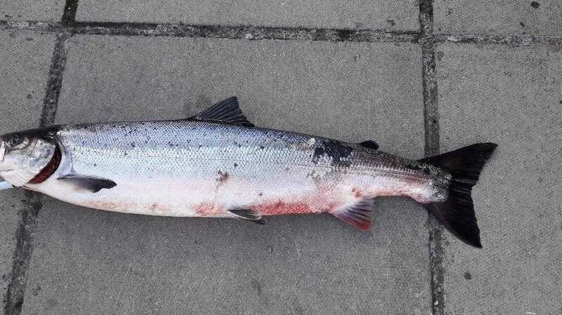Salmon showing signs of bleeding and skin ulceration from the River Corrib.