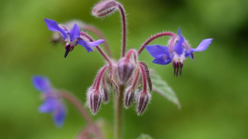 Borage also produces pretty edible flowers. Photograph: Richard Johnston