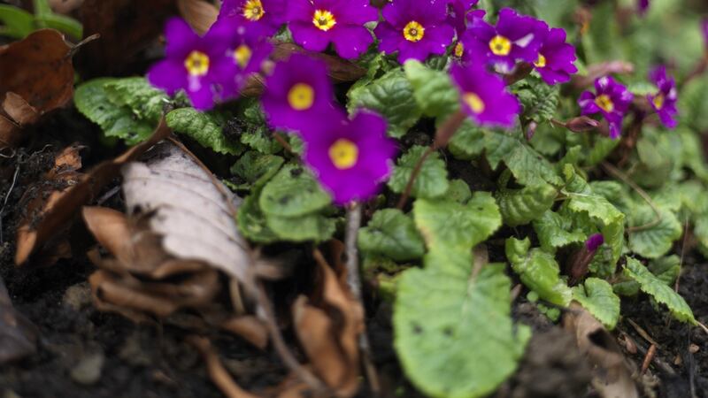 Few plants are as unassumingly charming as this hardy, spring-blooming, native perennial wildflower