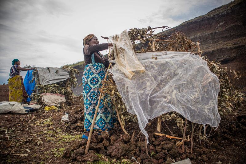 An internally displaced woman sets up a makeshift structure in Kanyaruchinya after taking refuge while fleeing conflict between the Armed Forces of the Democratic Republic of the Congo and M23 (March 23 Movement) in the territory of Rutsuru. Photograph: Aubin Mukoni/AFP