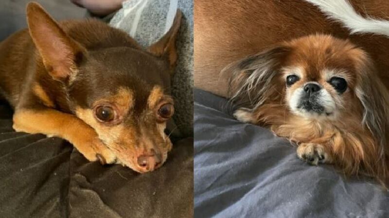 Mouse and Sonya: The two dogs are the latest arrivals to Anton Krasun’s Dublin home, along the tech worker’s mother-in-law. She arrived on Friday evening with her pets having fled Ukraine via Moldova and Romania