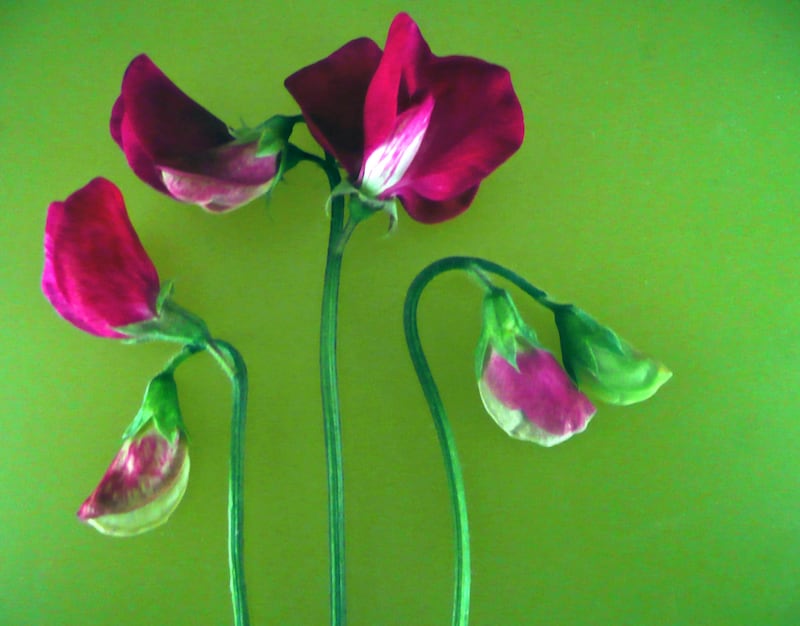 Sweet Pea. Photo: Getty