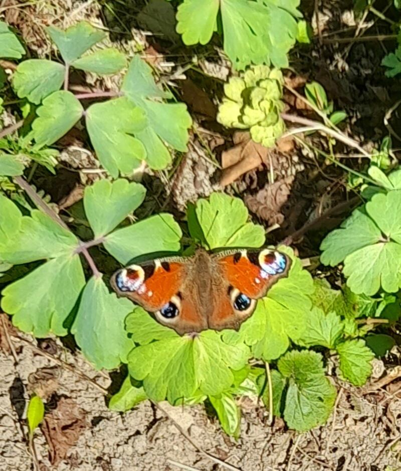Peacock butterfly. Photograph supplied by June Hurley