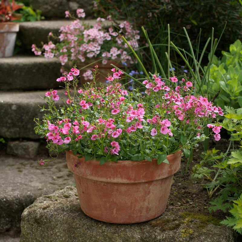 Pots of pink diascia flowering in Patthana Gardens in Co Wicklow. Photograph: Richard Johnston