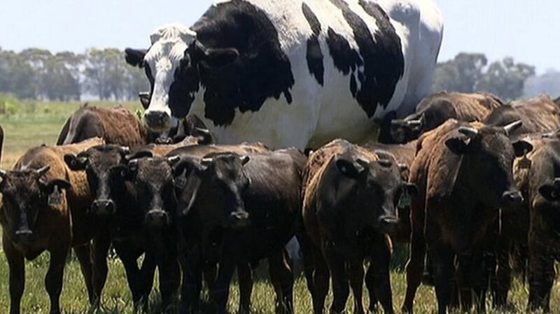At the end of November a giant cow from Western Australia made headlines around the world for weighing a whopping 1,400 kg.