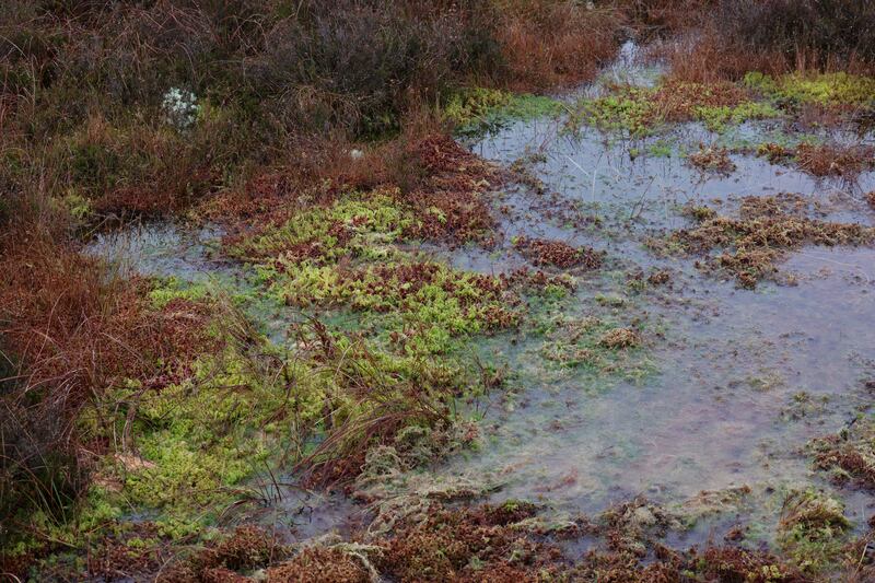 Sphagnum moss on the rejuvinated bog at Cloncrow. Photograph: Alan Betson