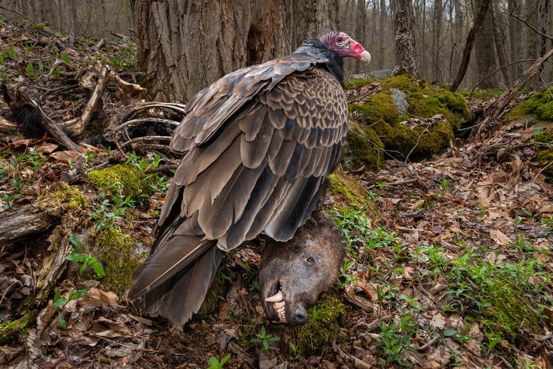 Scavenger: Turkey vulture, Cathartes aura, by Nathaniel Peck won gold in the bird behaviour category