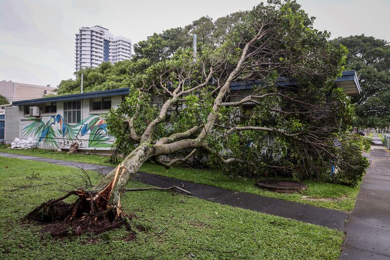 Violent winds toppled power lines in Coolangatta Cyclone Alfred inched towards Australia's eastern coast. Photograph: David Gray/AFP