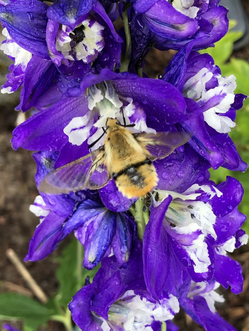 narrow-bordered bee hawkmoth