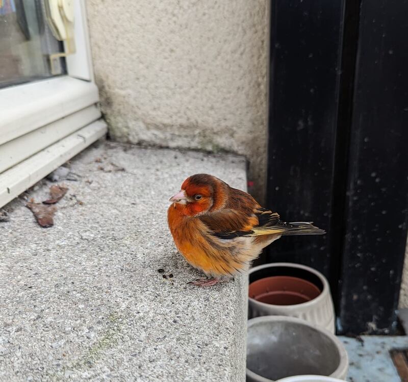 Goldfinch-canary cross. Photograph supplied by Muireann Ní Mhorain