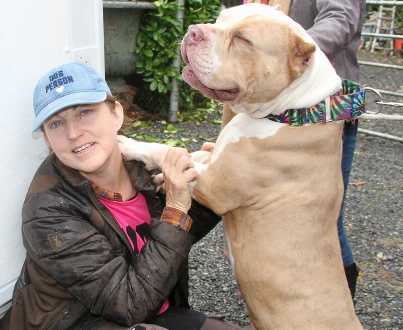 XL bully dog Junior with volunteer Mags Quinn Donnellan before the transport of such dogs to Sweden