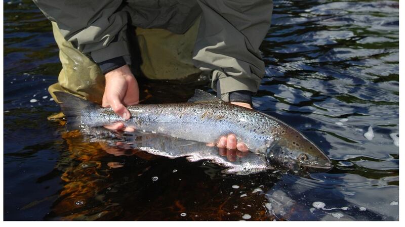 A salmon being released into a river