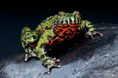 A fire-bellied toad, which is actually a species of frog despite its name. Photograph: iStock