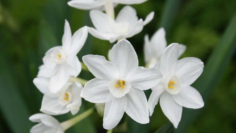 Paperwhites, a type of frost-hardy daffodil or narcissus.  Photograph:  Mr Middleton