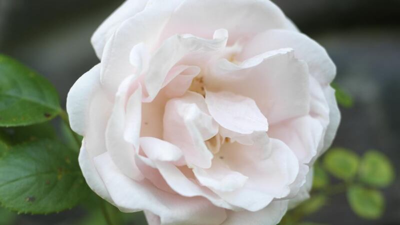 With rambling roses, count the number of new shoots produced this year and then remove the equivalent number of oldest shoots