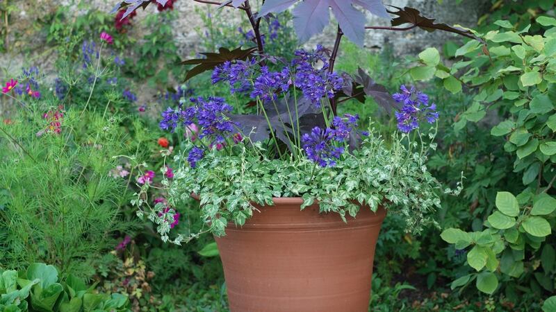 One large handsome, well-planted container is worth a hundred  small ones