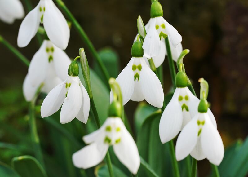 Snowdrop lovers will relish a ticket to the 2024 Snowdrop Gala at Ballykealey House in Ballon, Co Carlow, organised by professional horticulturists Robert Miller and Hester Forde. Photograph: Jonathan Brady/PA