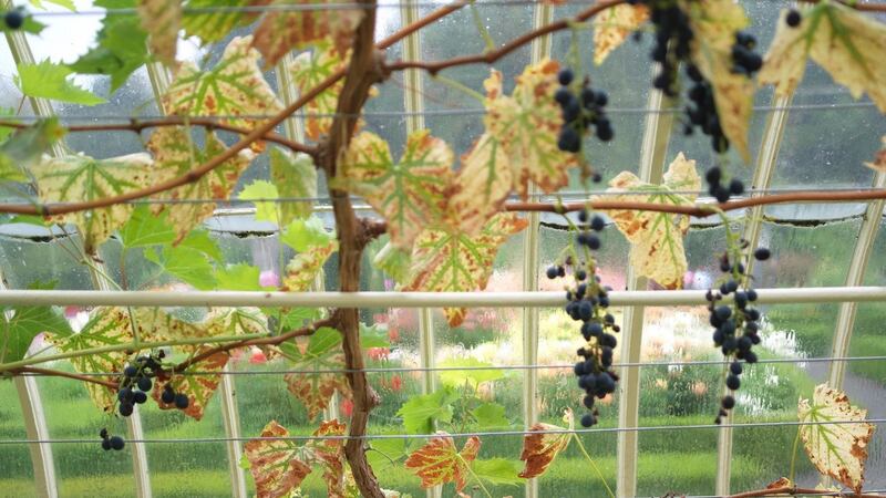 Black Hamburg’ grapes ripening in the Richard Turner designed peachhouse in the gardens of Áras an Uachtaráin. Photograph: Richard Johnston