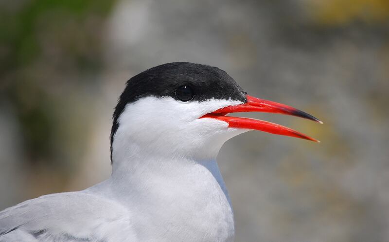 Pfizer worked closely with Cork County Council, the National Parks and Wildlife Service and Birdwatch Ireland to rehabilitate a breeding habitat for the common tern in Cork Harbour. Photograph: Brian Burke