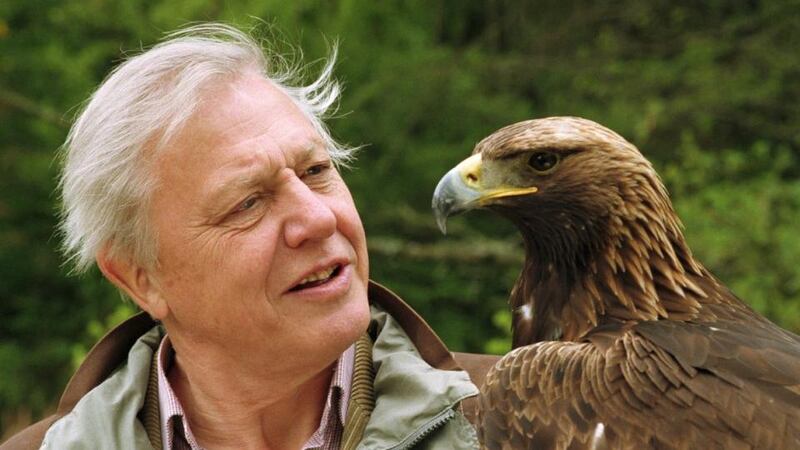 Yawn! Yawn! No monkeys. No polar bears. No tigers. Who wants to watch a series about birds? Oh Lord. Those birds of paradise are heavenly. The vultures are deeply sinister. What was I thinking?