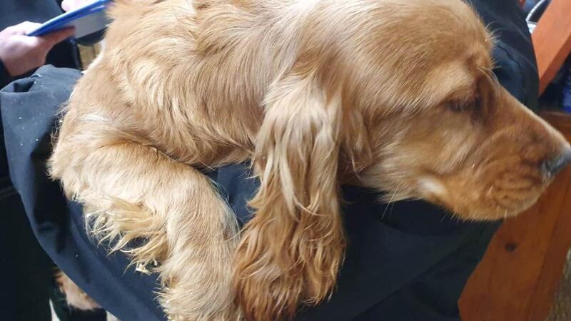 Cocker Spaniels were among the dogs rescued by police in Co Tyrone on Thursday.