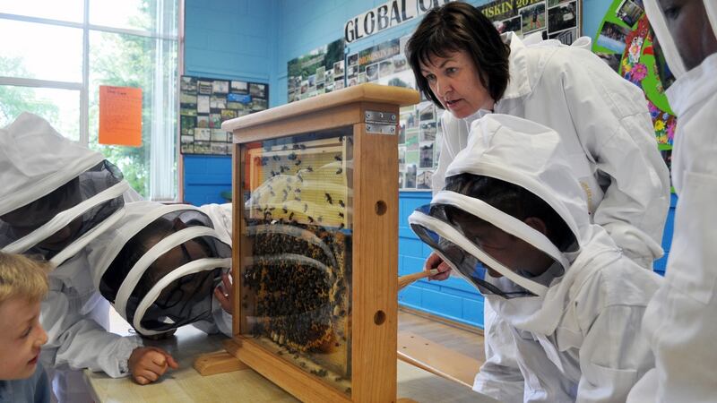 At St Peter’s National School, Dromiskin, students are studying bees to learn about their local biodiversity