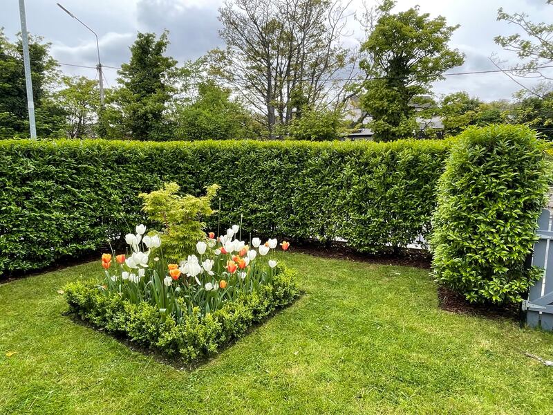 Plants in the front garden, overlooked by the livingroom