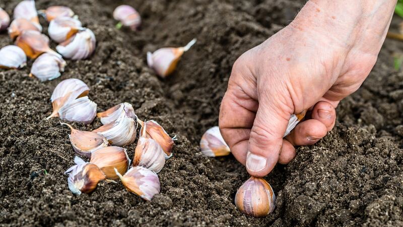 This is a good time of the year to sow garlic cloves. Photograph: iStock