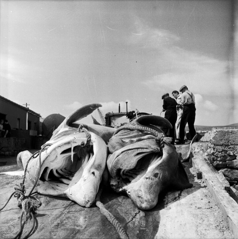 July 3rd, 1954: The open mouths of two dead sharks caught in Keem Bay, off Achill Island, Co Mayo. Photo by Haywood Magee/Picture Post/Getty Images