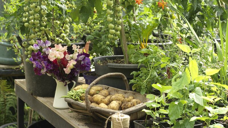 Ensure your greenhouses and polytunnels are kept well ventilated, and your plants in them well hydrated. Photograph: Richard Johnston