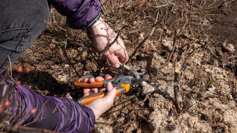 January is a good time to prune back soft fruit bushes. Photograph: iStock