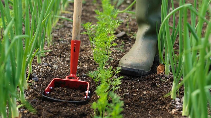Hoe away any weeds this week, making sure to dig out the root systems of stubborn perennials. Photograph: Richard Johnston