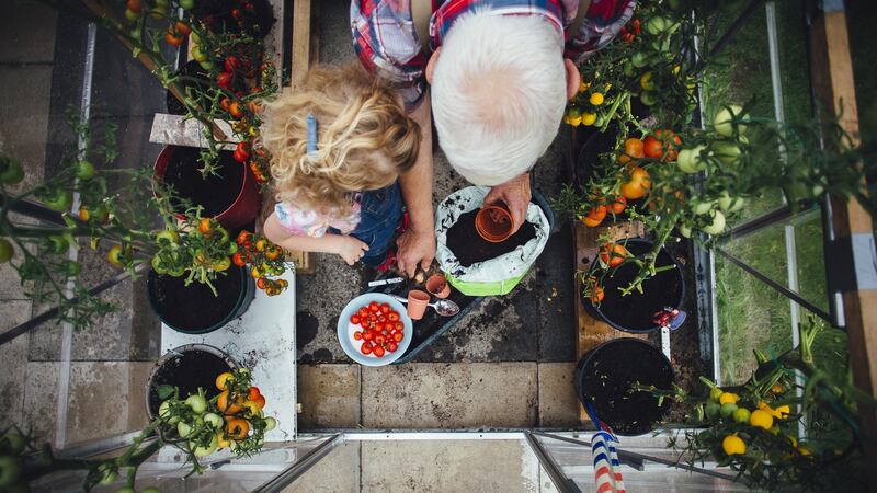 Planting tomatoes in a greenhouse.