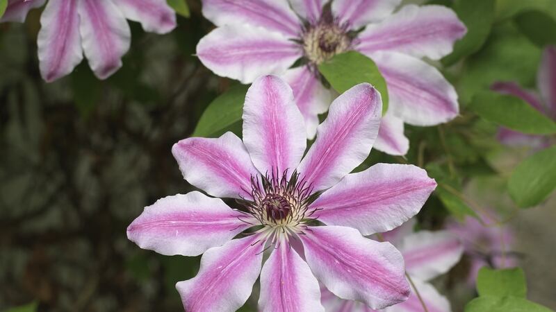 The flowers of Clematis ‘Nelly Moser’, a large-flowered clematis that blooms in early summer. Photograph: Richard Johnston
