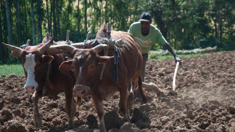 Farmer: ploughing a field. Photograph: Hugh Chaloner/Gorta-Self Help Africa