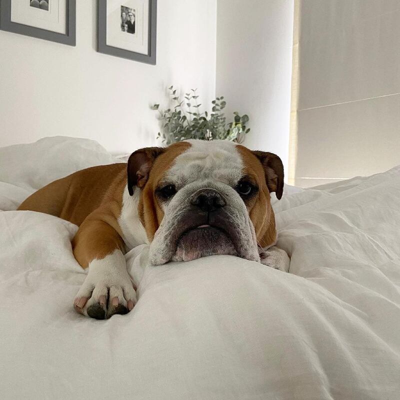 Darla, Sarah Duggan’s English bulldog