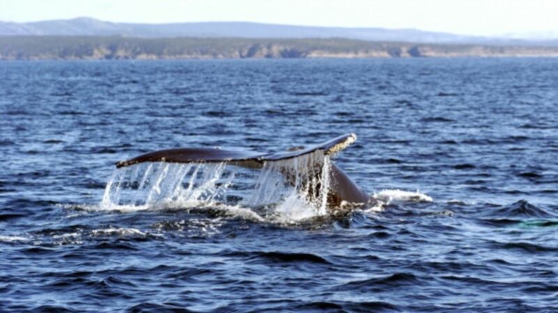 Humpback whale off the coast of Newfoundland, Canada. Photograph: MyLoupe/UIG via Getty Images