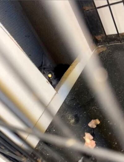 The cat, now named "Dealz", trapped within the walls of a shop in Athenry, Co Galway.  Photograph: Galway SPCA