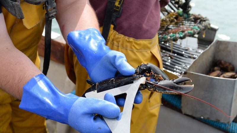 The first two pots Farren and Markey haul from the depths are empty, save a few small velvet crabs, good for stock or bisques only, and a juvenile lobster who gets thrown back in.  Photograph: Dara Mac Dónaill