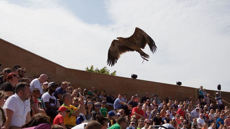 Apollo, the Spanish imperial eagle, ahead of the return of Love Your Zoo Week at   Tayto Park.