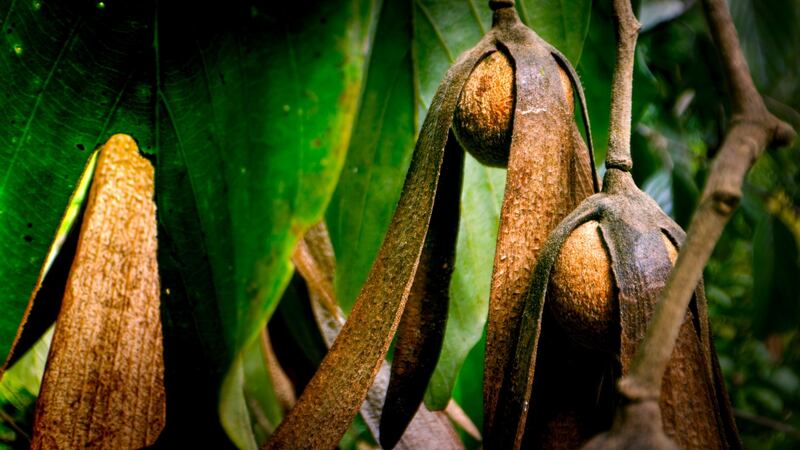 The Green Planet: winged seeds of the Dipterocarp tree in Borneo