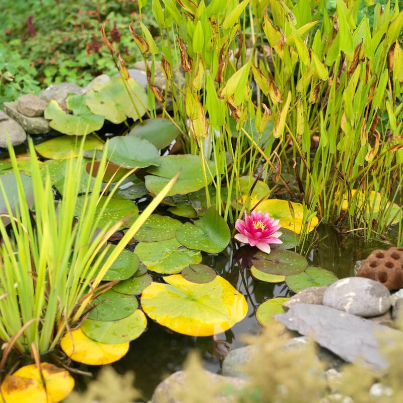 Photograph: Richard Johnston