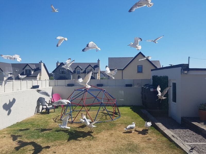 Seagull Swoop in Rush. Photograph: Suzanne Connolly