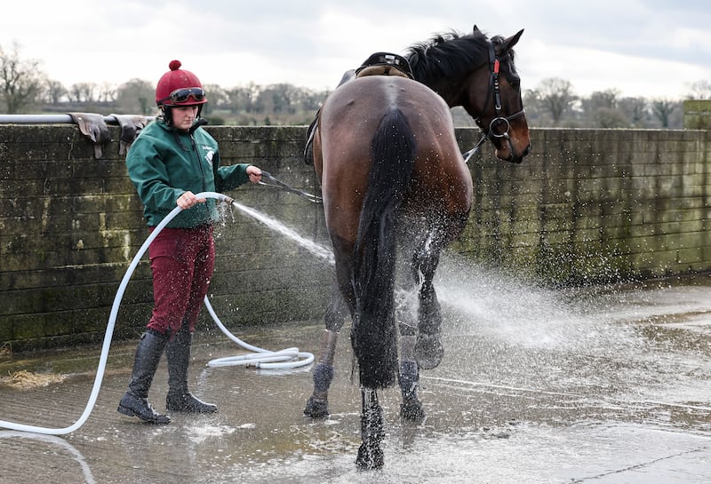 Horses are washed down after morning exercise at Willie Mullins's yard at Bagenalstown, Co Carlow.