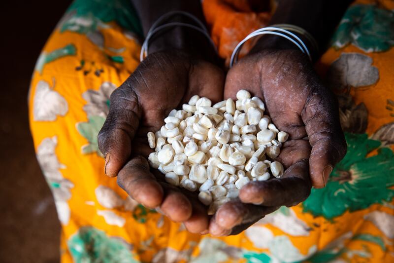 Using climate-smart farming techniques Mumina Mohamed can now grow crops, such as green grams, cowpeas and corn
