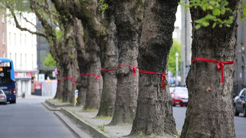 More than 3km of roads across Ballsbridge and Donnybrook in Dublin have been festooned with red ribbons to highlight the potential loss of trees as part of the BusConnects programme. Photograph Nick Bradshaw for The Irish Times